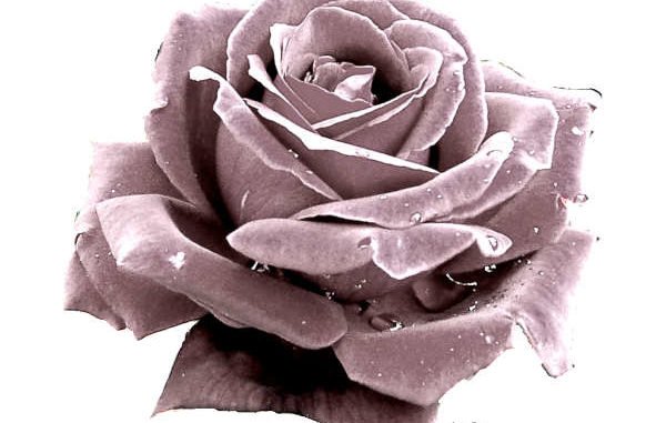 Silberne Rose im Rosenkavalier