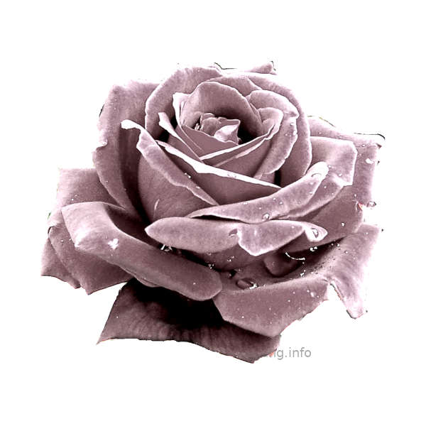 Silberne Rose im Rosenkavalier