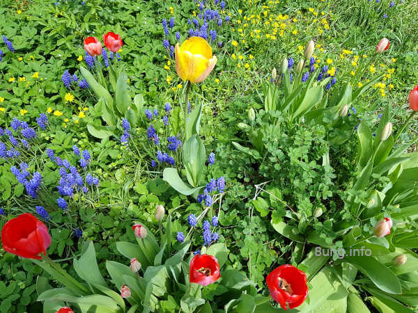 Blühende Blumenwiese mit Tulpen, Traubenhyazinthen