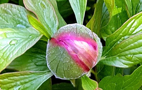 rosa Blütenknospe einer Pfingstrose