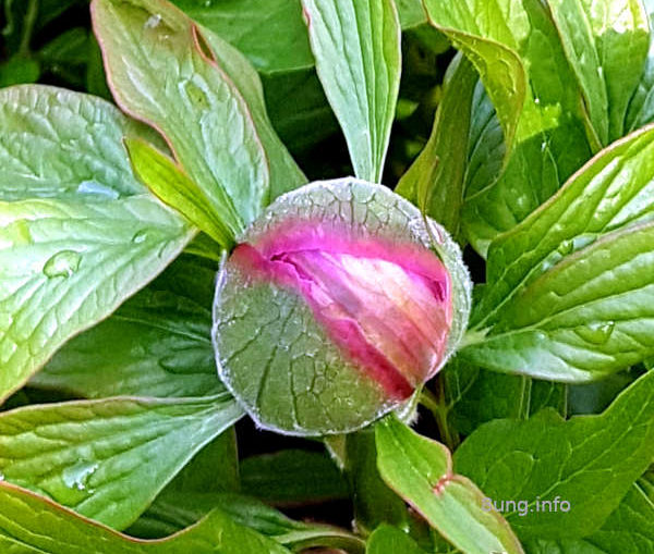 rosa Blütenknospe einer Pfingstrose