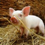 Film: Die fabelhafte Welt der Schweine