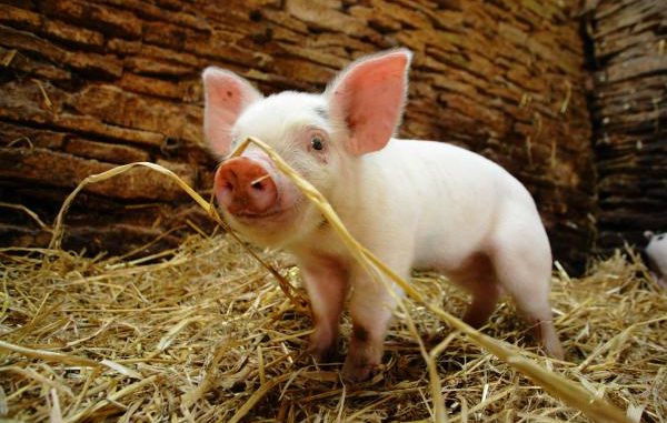 Film: Die fabelhafte Welt der Schweine