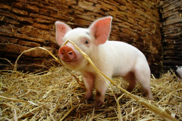 Film: Die fabelhafte Welt der Schweine