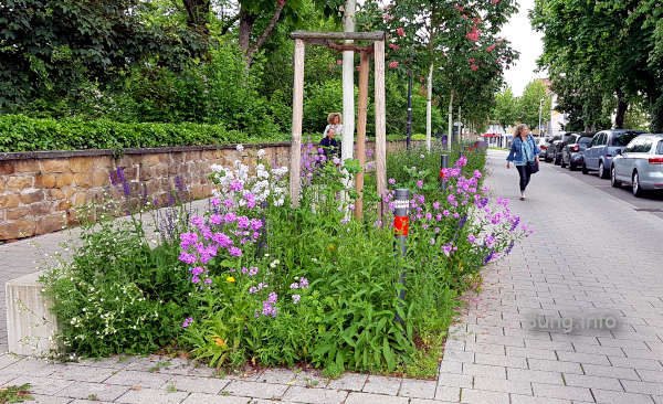 Blumenrabatte mit immerblühenden Blumen