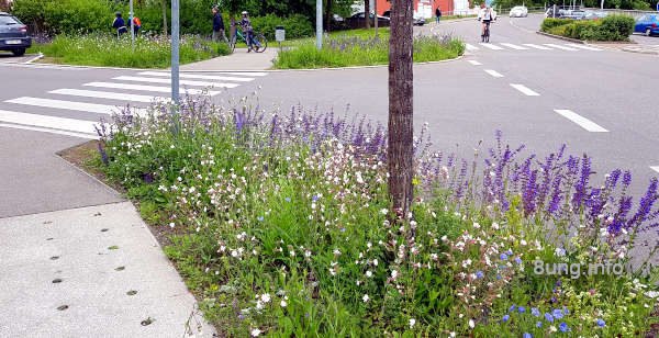 Blumeninseln mit Wildblumen für Schmetterlinge, Bienen und Käfer