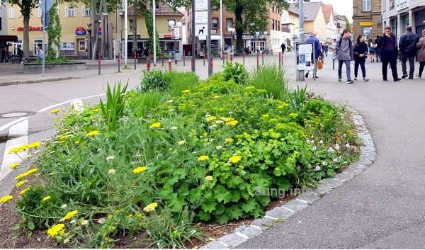 ✿ Blumenwiese statt Steinwüste | Kulturmagazin 8ung.info Blumeninsel in Richtung Fußgängerzone