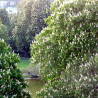 ✿ Bild des Tages: prachtvolle Kastanienblüte