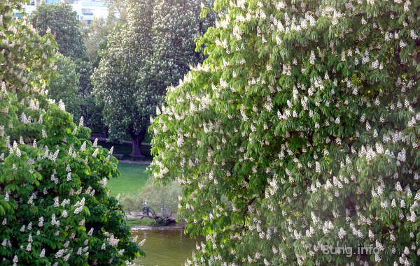 Kastanienblüte