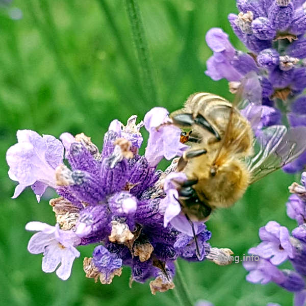 Biene saugt an der Lavendelblüte