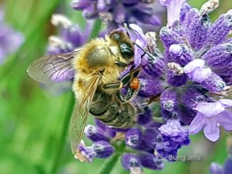 Biene mit Pollen an der Lavendelblüte