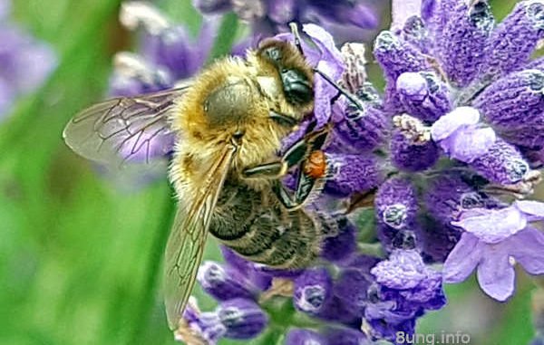 Biene mit Pollen an der Lavendelblüte