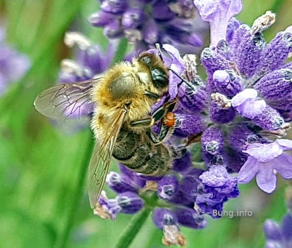 Biene mit Pollen an der Lavendelblüte