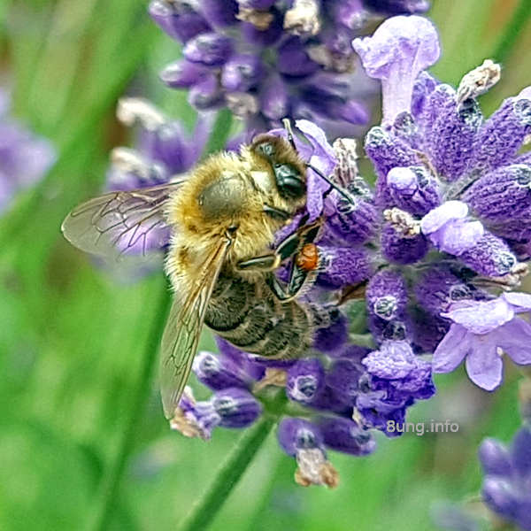 Biene mit Pollen an der Lavendelblüte