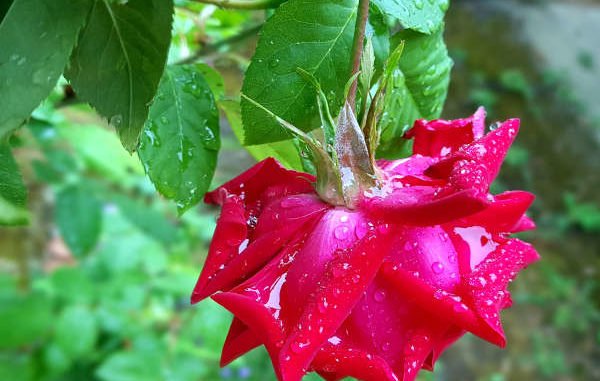 rote Rose nach dem Regenschauer