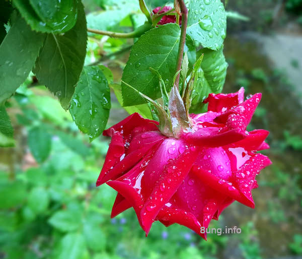 rote Rose nach dem Regenschauer