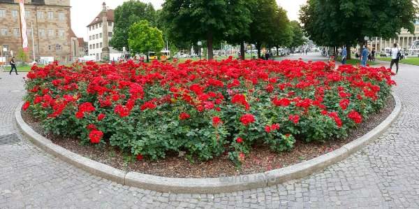 Rondell mit roten Rosen im Schlosspark von Stuttgart