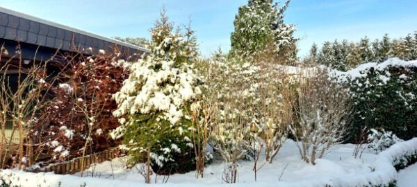 Schnee auf Sträuchern im Garten