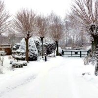 ✿ Garten einer Rosenfreundin: verblüffende Schönheit im Winter