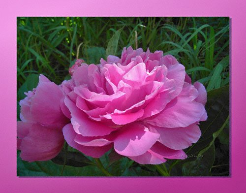 Rosen oder Pfingstrosen? Rosa Pfingstrose Blüte