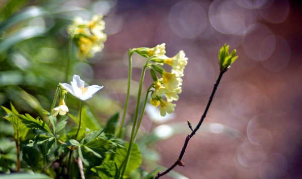 Frühlingsblumen am Bachrand