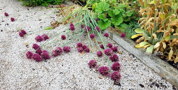 Blumen liegen nach dem Platzregen auf dem Weg