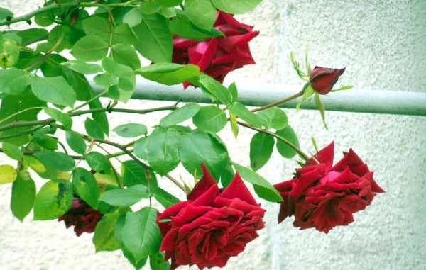 rote Rosen Blüten