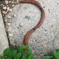 ☼ Wetter im August: Schnecken tanzen Ringelreihn