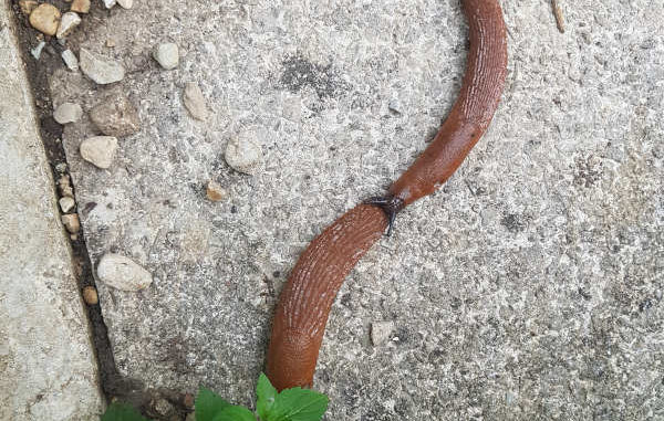 3 Schnecken als Fragezeichen