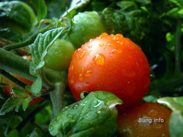 Tomatenpflanze bei Regen