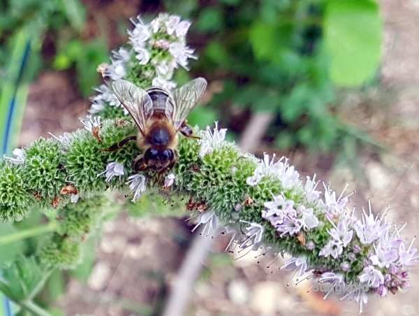 Biene sammelt Pollen