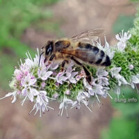 Bild des Tages: Bienen auf Futtersuche