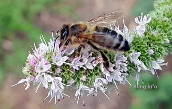 Biene auf Minzblüte