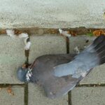 tote taube im freischütz