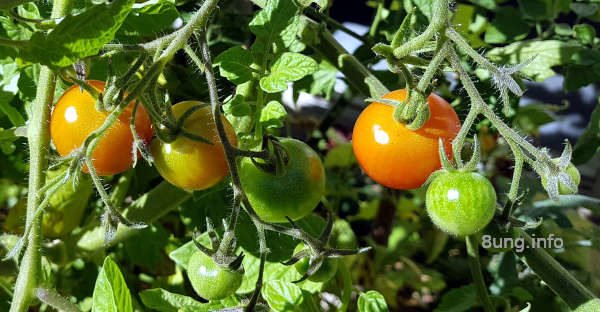 Rote und grüne Tomaten reifen am Strauch