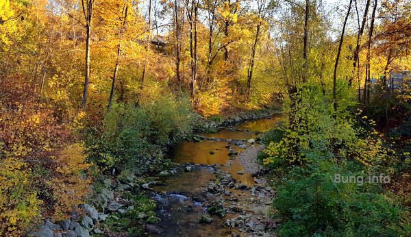 gelbes Herbstlaub, Bach mit Steinen