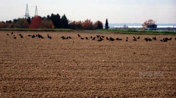 trübes Wetter, gepflügter Acker mit Krähen