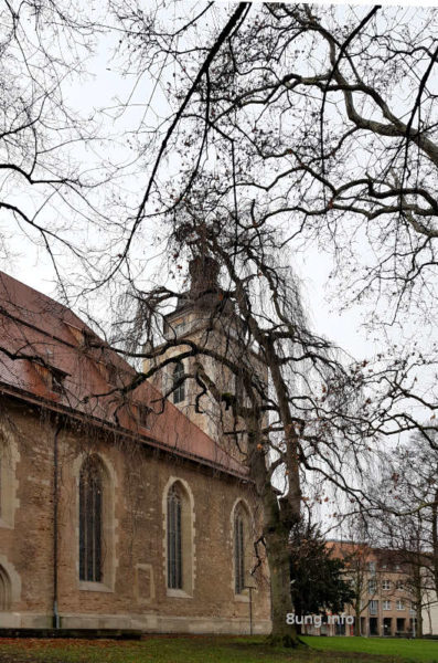 Blick durch die kahlen Baumriesen auf den Turm der Martinskirche