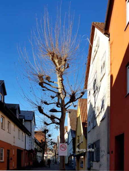 Wetterprognose Juli 2020: Blauer Himmel, kahler Baum