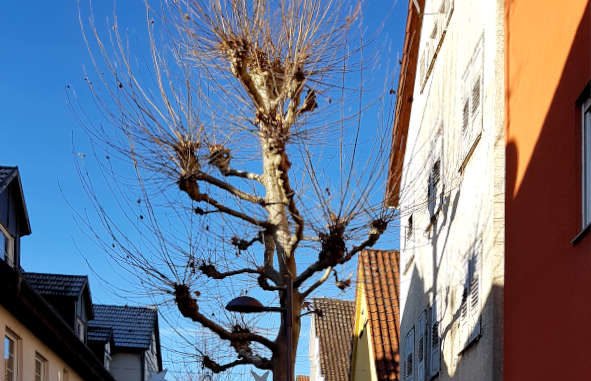 Blauer Himmel, kahler Baum