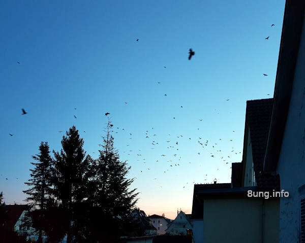 Wetterprognose Mai 2020: Krähenschwärme in der Dämmerung