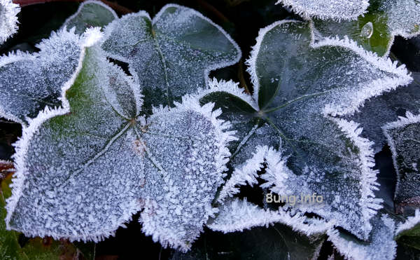 Wetterprognose Oktober 2020: Efeublätter mit Raureif