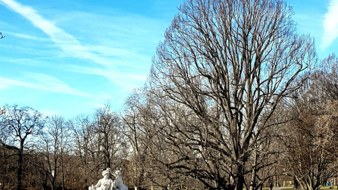 Bäume im Rosensteinpark im Winter