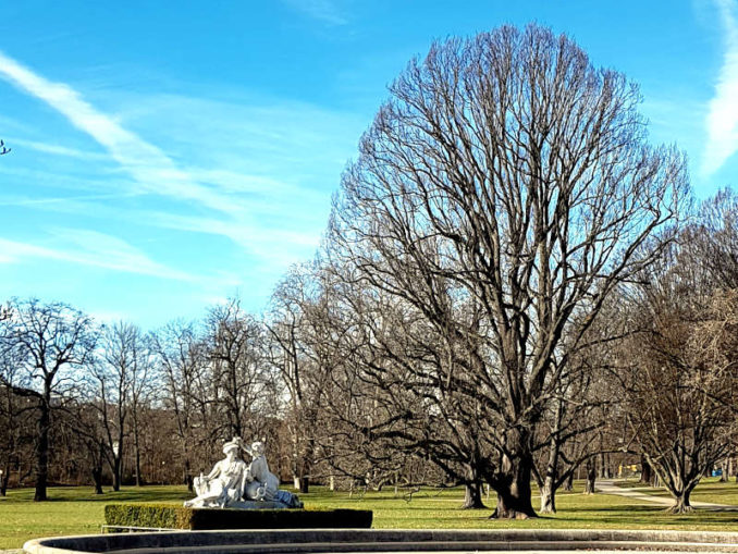 Bäume im Rosensteinpark im Winter