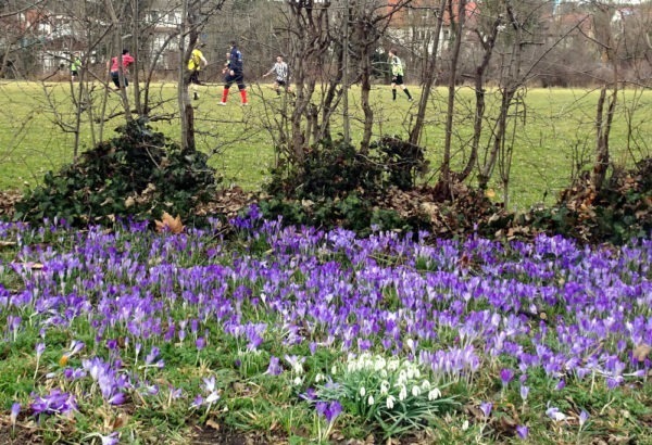 Erste Krokusse und Schneglöckchen blühen