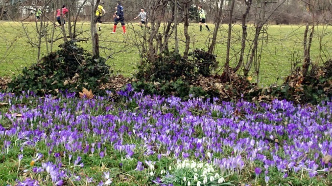 Erste Krokusse und Schneglöckchen blühen