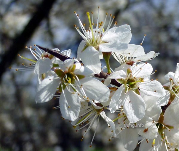 Wetterprognose März 2020 – Schlehenkälte? Schlehenblüten mit Dorn