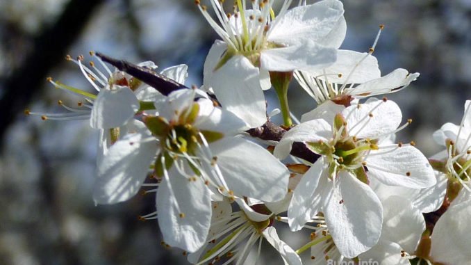 Wetterprognose März 2020 – Schlehenkälte? Schlehenblüten mit Dorn