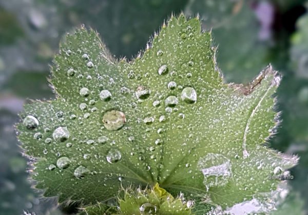 Eisheiligen-Wetter: Regentropfen auf dem Frauenmantelblatt