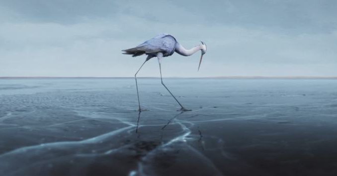 Trickfilm „Sous la Glace“ Reiher